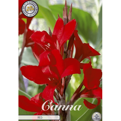 Canna Red 1ks