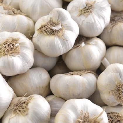 Cesnak ozimný Dukát 4-7ks 250g 
