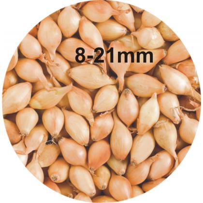 Cibuľa sadzačka Contado 8-21mm, 0,25kg