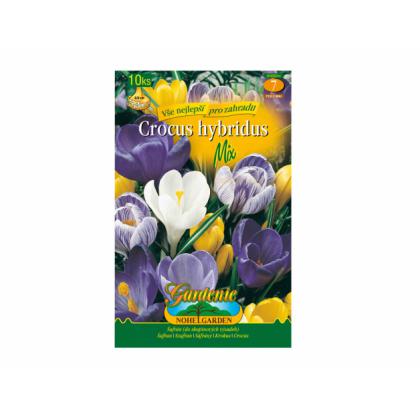 Krókus /Crocus Hybridus/- Mix 10ks