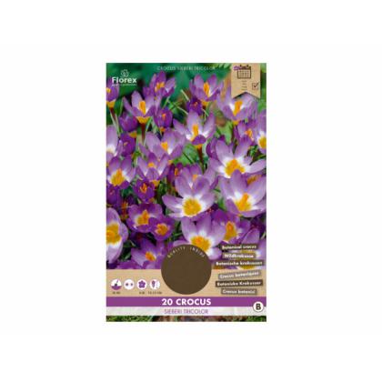 Krókus /Crocus Botanical/- Sieberi Tricolor 20ks