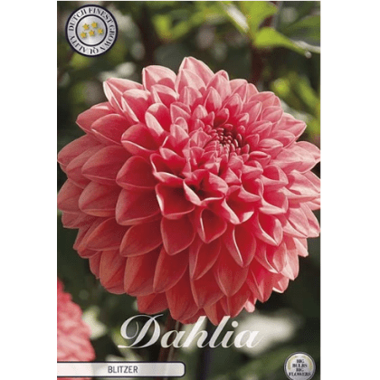 Dahlia Blitzer 1ks