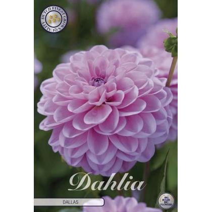 Dahlia Dallas 1ks