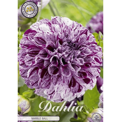 Dahlia Marble ball 1ks
