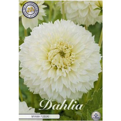 Dahlia Myama Fubuki 1ks
