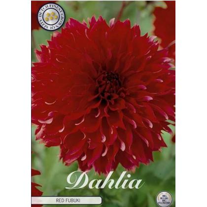 Dahlia Red Fubuki 1ks