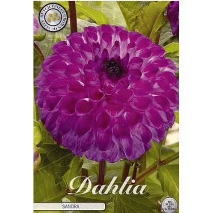 Dahlia Sandra 1ks