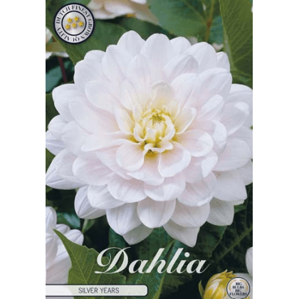 Dahlia Silver Years 1ks