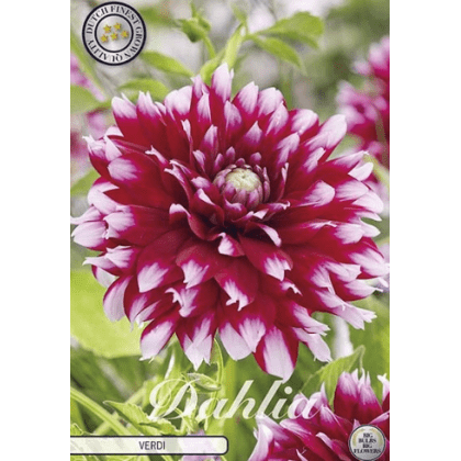 Dahlia Verdi 1ks