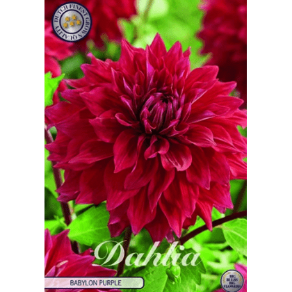Dahlia Babylon Purple 1ks