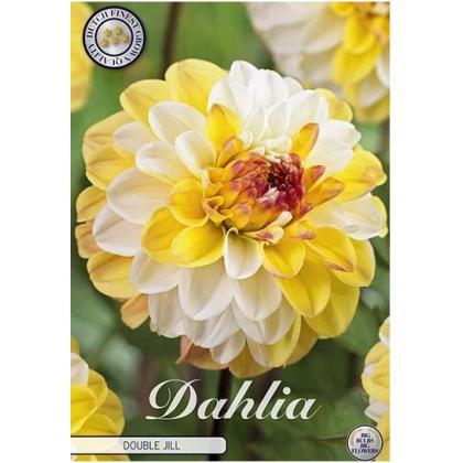 Dahlia Double Jill 1ks