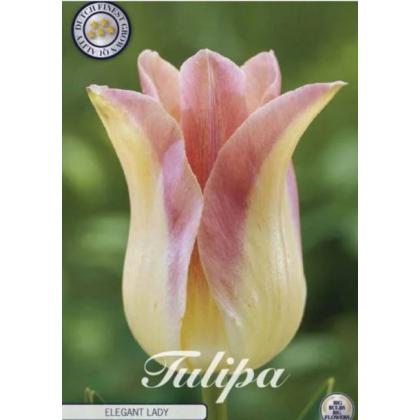 Tulipán Lilyflowering Elegant Lady 7ks