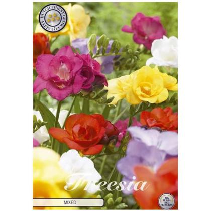 Freesia double mixed 15ks
