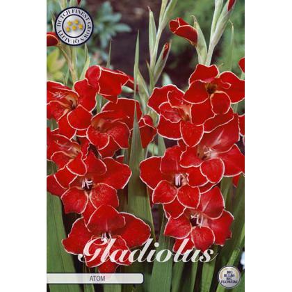 Gladiola Atom 10ks