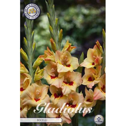 Gladiola Bocelli 10ks