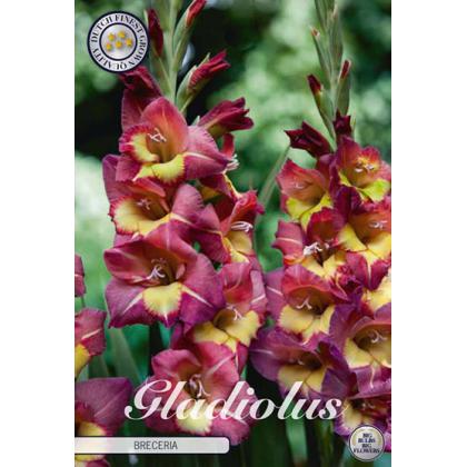 Gladiola Breceria 10ks