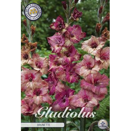 Gladiola Brunette 10ks
