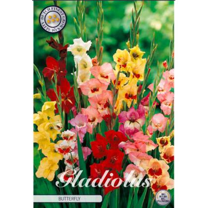 Gladiola Butterfly 10ks