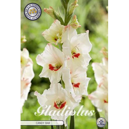 Gladiola Candy Bar 10ks