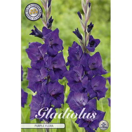 Gladiola Purple Flora 10ks