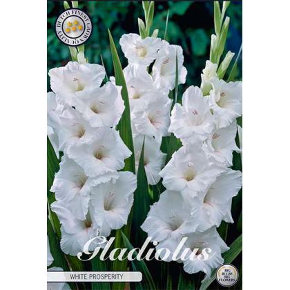 Gladiola White Prosperity 10ks