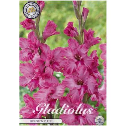 Gladiolus Kingston Ruffle 10ks