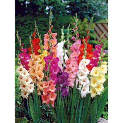 Gladiola Mixed 10ks