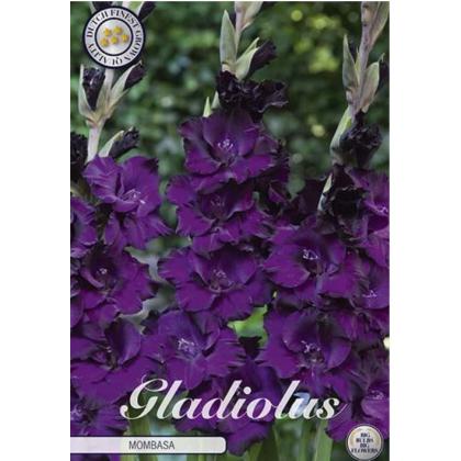 Gladiolus Mombasa 10ks