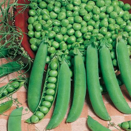 Hrach siaty Grandera 200g- stredne skorý