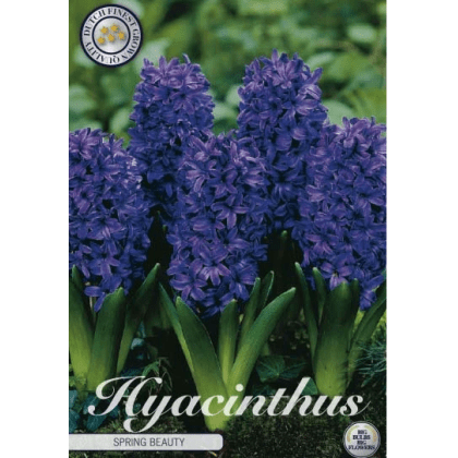 Hyacint- Spring Field 5ks