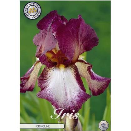 Iris Germanica Crinoline 1ks