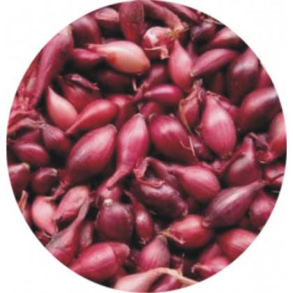  Cibuľa sadzačka Karmen 8-21mm - 0.3kg