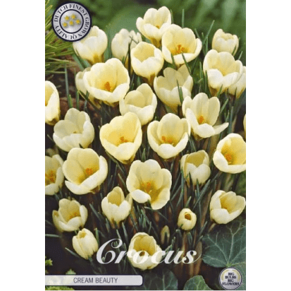 Krókus /Crocus Chrysanthus/-Cream Beauty 20ks