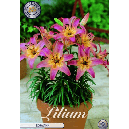 Lilium Rozalynn 1ks