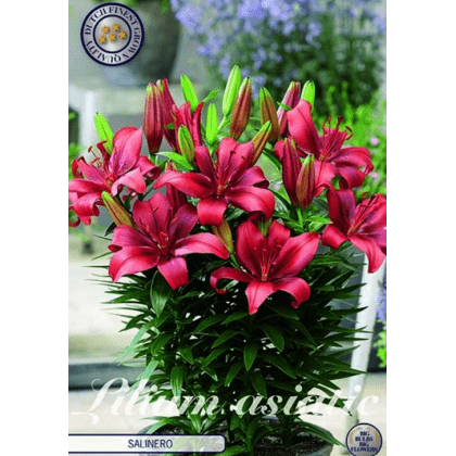Lilium asiatic -Salinero