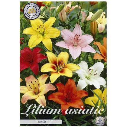 Lilium Asiatic Mixed 3ks