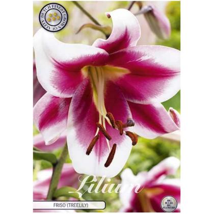 Lilium Frico 2ks