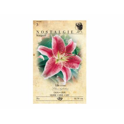 Lilium hybridum - Stargazer 1ks