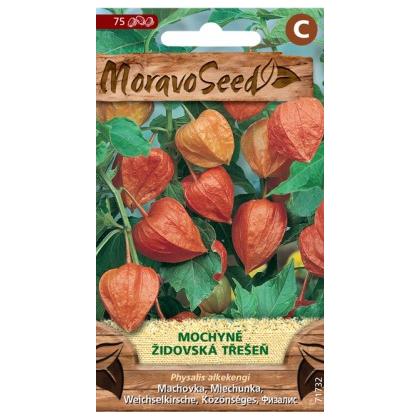 Machovka čerešňová (Physalis) oranžová -75s 