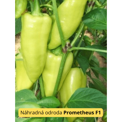 Paprika PROMONTOR F1- 50s
