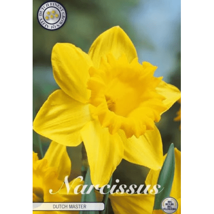 Narcis Trumpet- Dutch Master 5ks