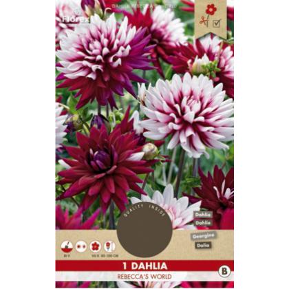 Dahlia Rebecca´s World 1ks