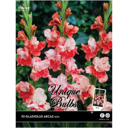 Gladiolus Arcas 10 ks