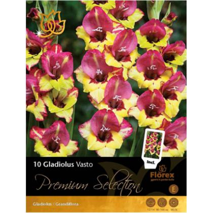 Gladiola Vasto 10 ks