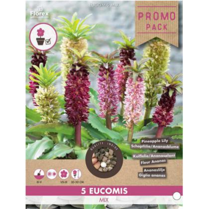 Chocholka - Eucomis Zmes 5ks