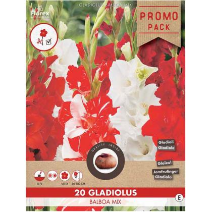 Gladiola Balboa Mix 20ks