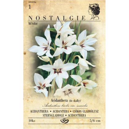 Acidanthera biela 10ks