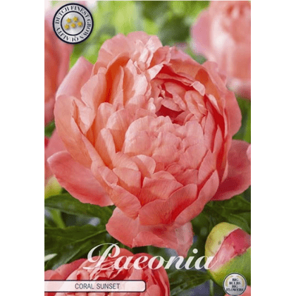 Paeonia Coral Sunset 1ks