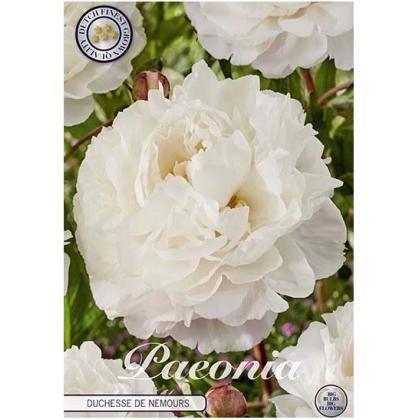 Paeonia Duchesse de Nemours 1ks