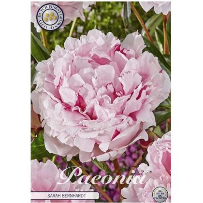 Paeonia Sarah Bernardt 1ks